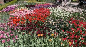 A field of many different colored tulips